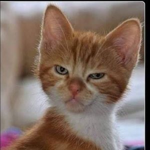 Meet your Posher, Stacy